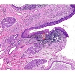 Histology Vein Prepared Slide