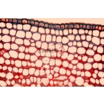 Tissue Chlorenchyma Prepared Slide