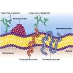 Unit Membrane Model