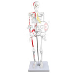 Half Size Human Skeleton with Muscle