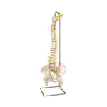 Human Spinal Column Model