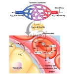 Haemoglobin Buffer System Model