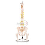 Vertebral Column with Pelvis And Femur Heads