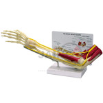 Functional Elbow Joint Life Size