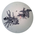 Protozoa Amoeba Prepared Slide