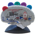 Brain Model with Tabbed Overlays