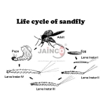 Sand Fly Life Cycle Model