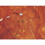 Basic Histology Slide Set