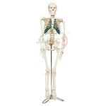 Half Size Human Skeleton 84cm with Nerve Ending