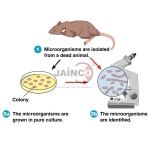Koch's Postulate Model