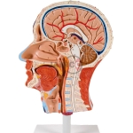 Human Head and Neck Model