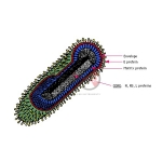 Rhabdo Virus Model