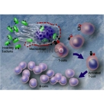Role of T Cell and B Cells Model