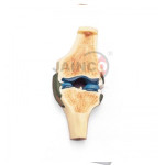 Sectional Knee Joint Model