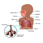 Aerosol Impact Respiratory System Model
