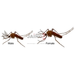 Anopheles Male Female Model