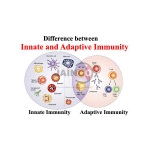 Inmate Immunity Model