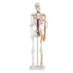 Human Skeleton 66 Full Size 168cm