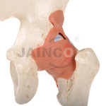 Deluxe Hip Joint Model