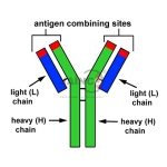 Antibodies Model