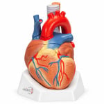 Anatomical Heart Model