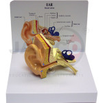 Anatomical Ear Model