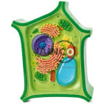 Plant Cell