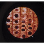 Microslide Plant Mitosis