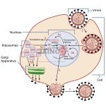 Replication Cycle of Viruses Model