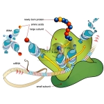 Gene Expression Model