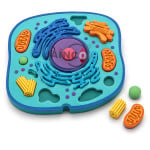 Animal Cell