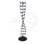 DNA Structure Simulation Kit Model