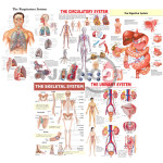 Human organ system coloured printed on hard board