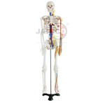 Human Skeleton with Nerves and Blood Vessels Tall 85cm