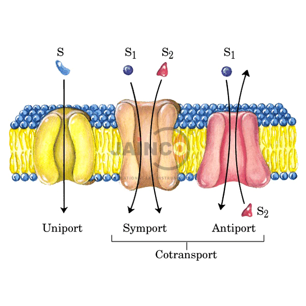 Uniport/ Symport, Antiport Model