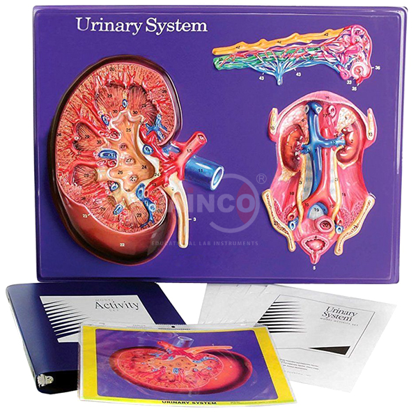 Urinary System Model