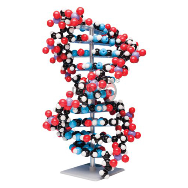Ten layer DNA Molecular Model