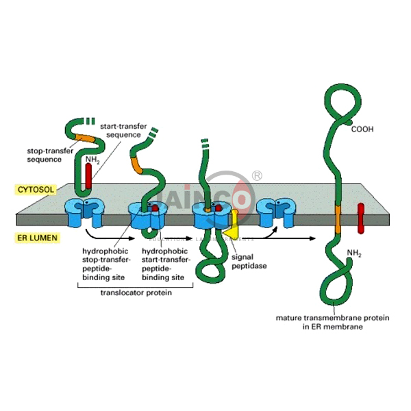 Single Pass Transmembrane Protein Model