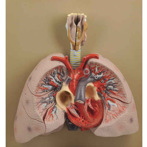 Heart Model with Lungs and Larynx