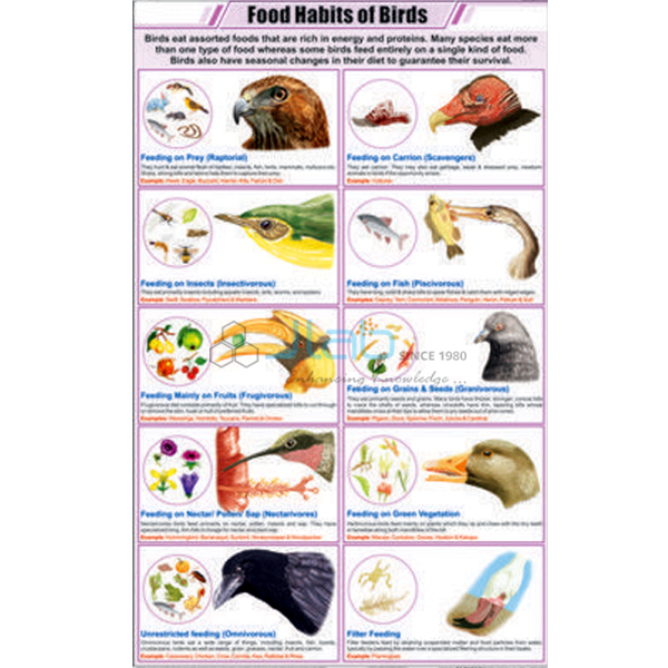 Food Habits of Birds Chart