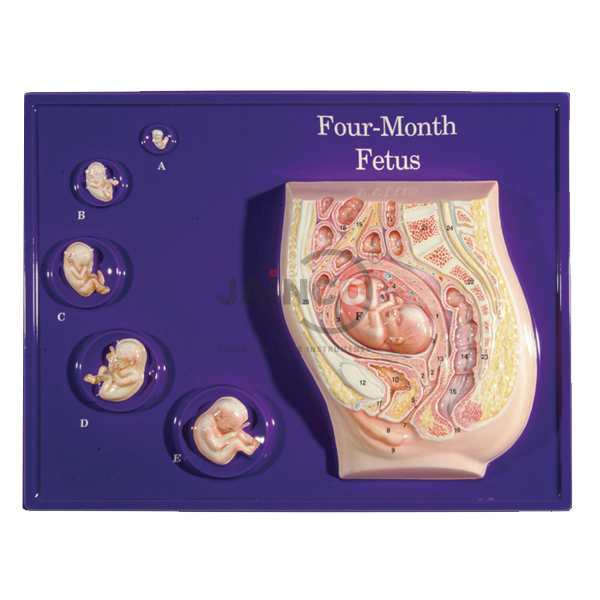 Four Month Fetus Model