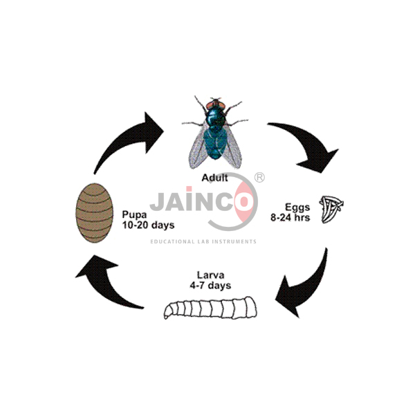life cycle of a housefly