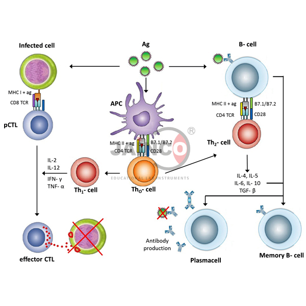 Antigen Presenting Cells Model