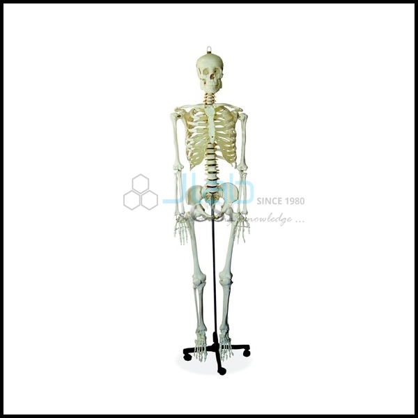 Human Skeleton Medium Tall 85cm