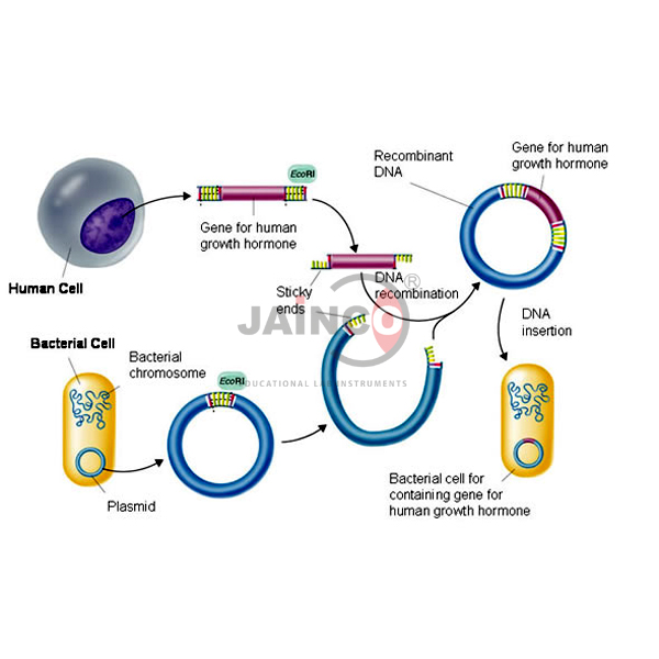 Recombinant DNA Technology Model