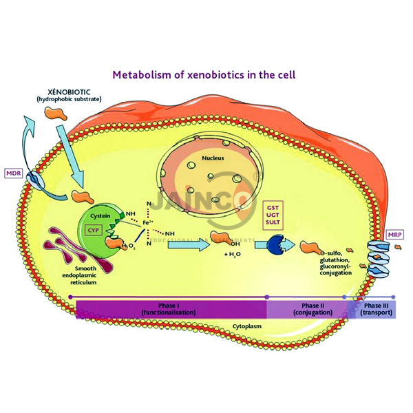 Metabolism Xenobiotics in Cell Model