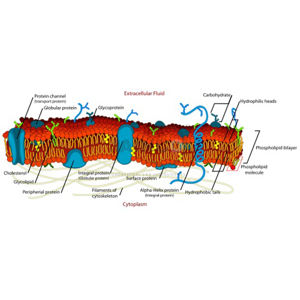 Cell Membrane Model