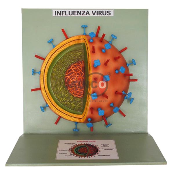 Influenza Virus Model