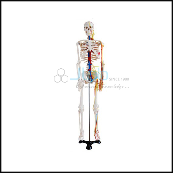 Human Skeleton with Nerves and Blood Vessels Tall 85cm