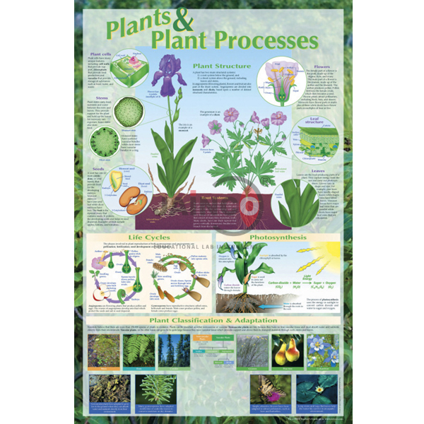 Plants and Plant Processes Poster